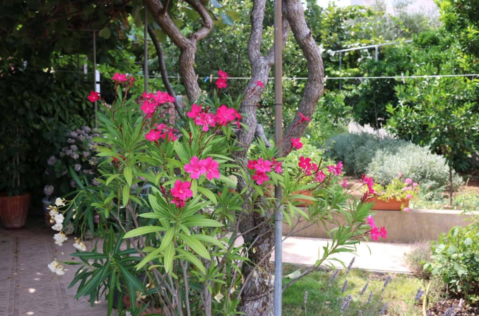 Villa Katarina Losinj Island 木洛希尼 外观 照片
