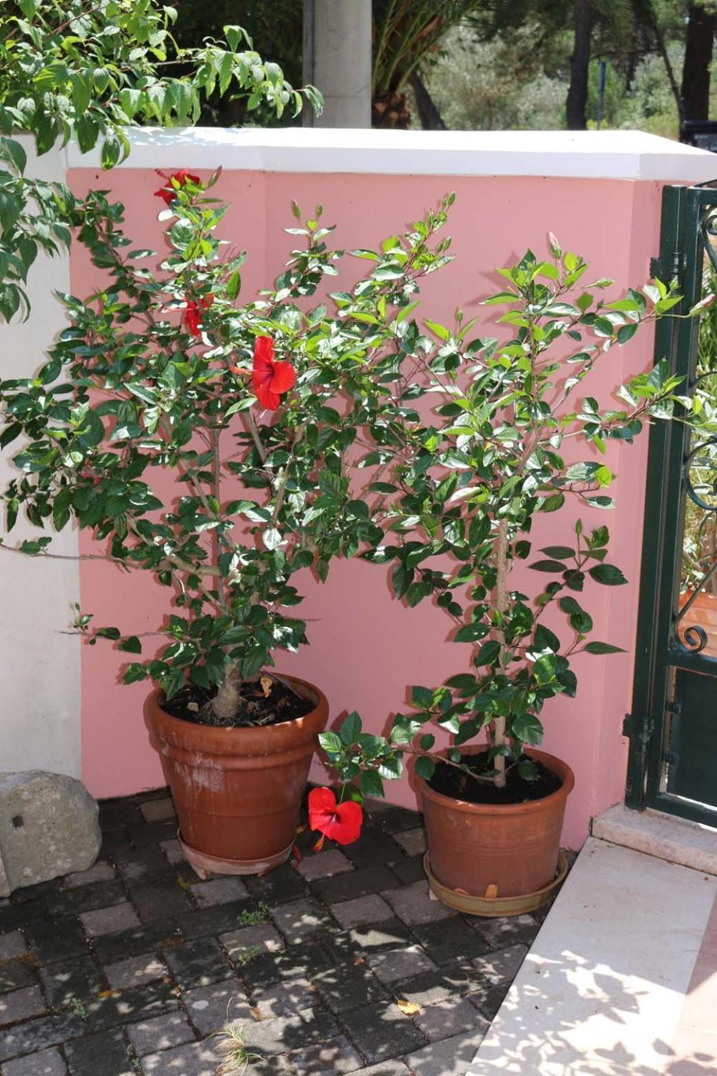 Villa Katarina Losinj Island 木洛希尼 外观 照片